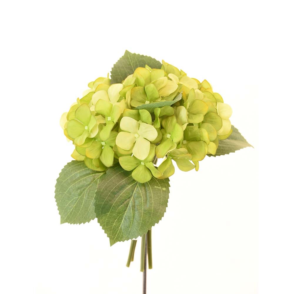 AW21  Rejoice  Hydrangea  Bunch